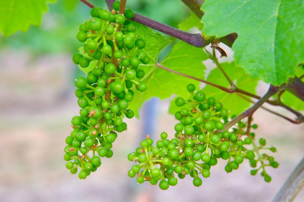 Weingut Bastian Ξενοδοχείο Brauneberg Εξωτερικό φωτογραφία